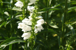 Physostegia virginiana 'Summer Snow'Scharnierbloem bestellen